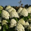 Limelight Hydrangea Tree From #10 - Image 3